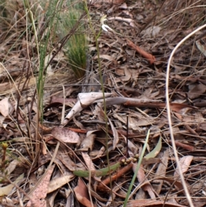 Caladenia moschata at Belconnen, ACT - 2 Oct 2023