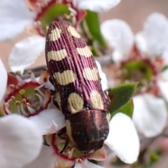 Castiarina decemmaculata (Ten-spot Jewel Beetle) at Belconnen, ACT - 2 Oct 2023 by CathB