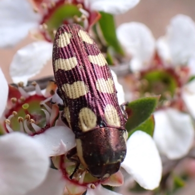 Castiarina decemmaculata (Ten-spot Jewel Beetle) at Belconnen, ACT - 2 Oct 2023 by CathB