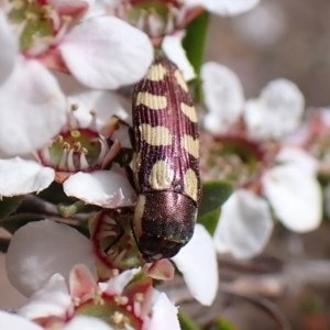 Castiarina decemmaculata at Belconnen, ACT - 2 Oct 2023