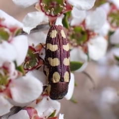 Castiarina decemmaculata at Belconnen, ACT - 2 Oct 2023