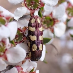 Castiarina decemmaculata at Belconnen, ACT - 2 Oct 2023