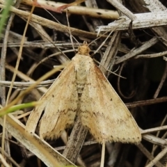 Scopula rubraria (Reddish Wave, Plantain Moth) at Stromlo, ACT - 2 Oct 2023 by JohnBundock