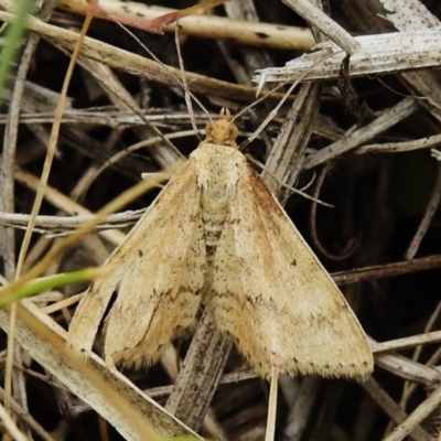 Scopula rubraria (Reddish Wave, Plantain Moth) at Stromlo, ACT - 3 Oct 2023 by JohnBundock