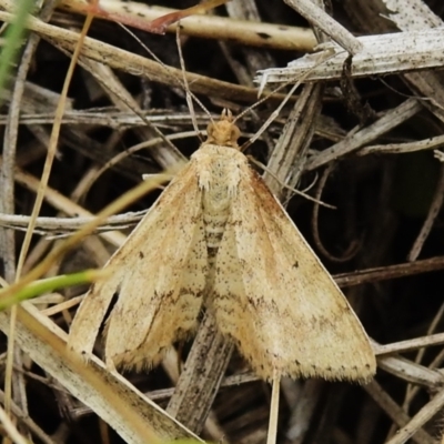 Scopula rubraria (Reddish Wave, Plantain Moth) at Uriarra Recreation Reserve - 2 Oct 2023 by JohnBundock