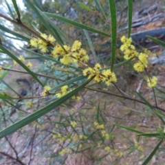 Acacia dawsonii (Dawson's Wattle) at QPRC LGA - 2 Oct 2023 by MatthewFrawley