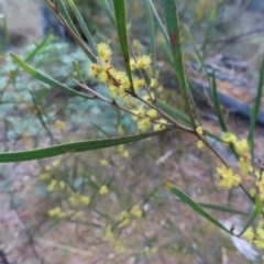 Acacia dawsonii at Carwoola, NSW - 2 Oct 2023 04:21 PM