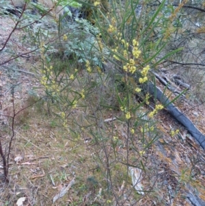 Acacia dawsonii at Carwoola, NSW - 2 Oct 2023