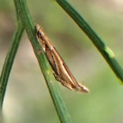 Eutorna tricasis (A Depressariid moth) at Belconnen, ACT - 3 Oct 2023 by CathB