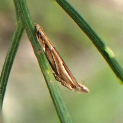Eutorna tricasis (A Depressariid moth) at Belconnen, ACT - 3 Oct 2023 by CathB