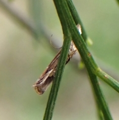 Eutorna tricasis at Belconnen, ACT - 3 Oct 2023 10:36 AM