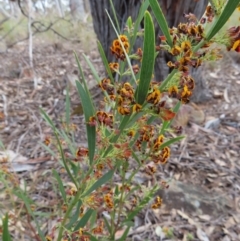 Daviesia mimosoides subsp. mimosoides at QPRC LGA - 2 Oct 2023 by MatthewFrawley