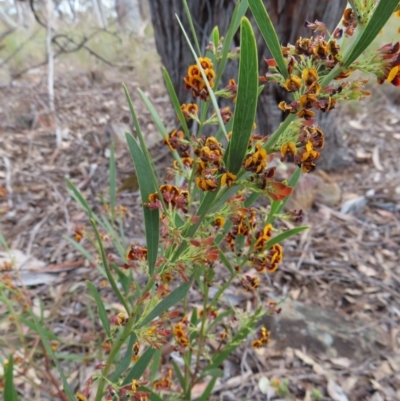 Daviesia mimosoides subsp. mimosoides at Cuumbeun Nature Reserve - 2 Oct 2023 by MatthewFrawley