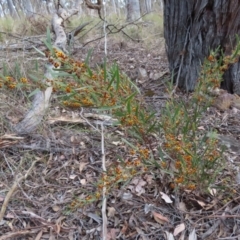 Daviesia mimosoides subsp. mimosoides at Carwoola, NSW - 2 Oct 2023