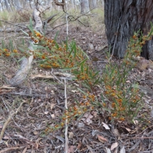 Daviesia mimosoides subsp. mimosoides at Carwoola, NSW - 2 Oct 2023