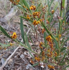 Daviesia mimosoides subsp. mimosoides at Carwoola, NSW - 2 Oct 2023