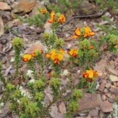 Pultenaea procumbens (Bush Pea) at Cuumbeun Nature Reserve - 2 Oct 2023 by MatthewFrawley