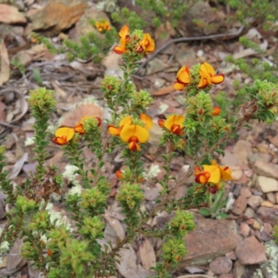 Pultenaea procumbens (Bush Pea) at QPRC LGA - 2 Oct 2023 by MatthewFrawley