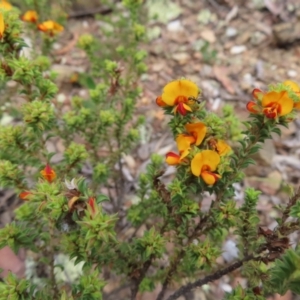 Pultenaea procumbens at Carwoola, NSW - 2 Oct 2023
