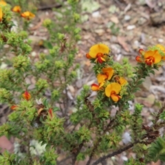 Pultenaea procumbens at Carwoola, NSW - 2 Oct 2023