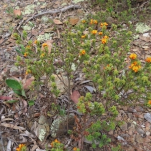 Pultenaea procumbens at Carwoola, NSW - 2 Oct 2023