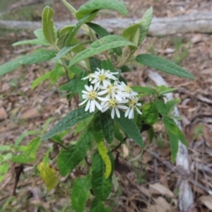 Olearia lirata at Carwoola, NSW - 2 Oct 2023