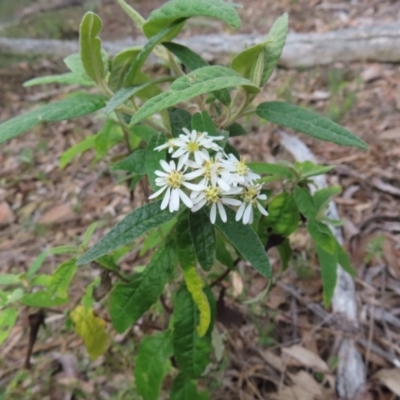 Olearia lirata (Snowy Daisybush) at Carwoola, NSW - 2 Oct 2023 by MatthewFrawley