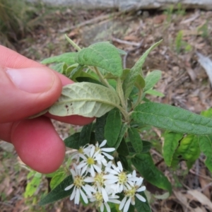 Olearia lirata at Carwoola, NSW - 2 Oct 2023