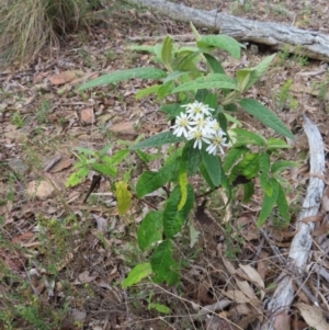 Olearia lirata at Carwoola, NSW - 2 Oct 2023