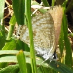 Lampides boeticus (Long-tailed Pea-blue) at Stromlo, ACT - 3 Oct 2023 by JohnBundock