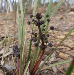 Lomandra multiflora (Many-flowered Matrush) at Cuumbeun Nature Reserve - 2 Oct 2023 by MatthewFrawley