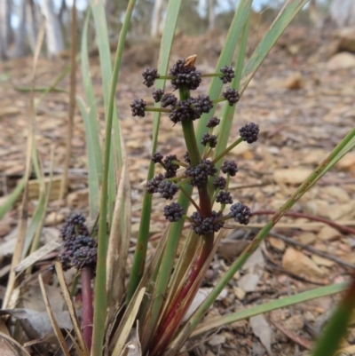 Lomandra multiflora (Many-flowered Matrush) at Carwoola, NSW - 2 Oct 2023 by MatthewFrawley