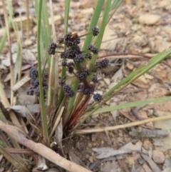Lomandra multiflora at Carwoola, NSW - 2 Oct 2023