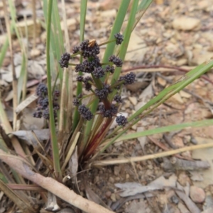 Lomandra multiflora at Carwoola, NSW - 2 Oct 2023
