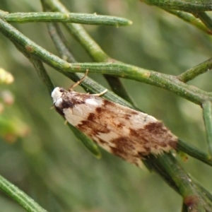 Philenora irregularis at Belconnen, ACT - 3 Oct 2023