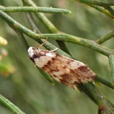 Philenora irregularis (Lithosiini) at Aranda Bushland - 2 Oct 2023 by CathB