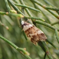 Philenora irregularis at Belconnen, ACT - 3 Oct 2023