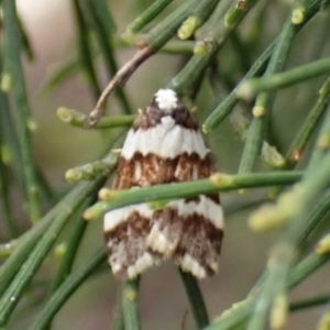 Philenora irregularis at Belconnen, ACT - 3 Oct 2023 10:34 AM