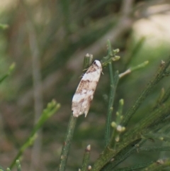 Philenora irregularis at Belconnen, ACT - 3 Oct 2023 10:34 AM