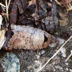 Rupicolana orthias (A tortrix or leafroller moth) at Cook, ACT - 28 Sep 2023 by CathB