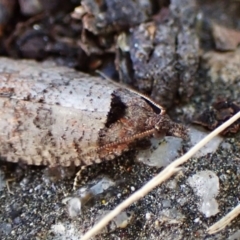 Rupicolana orthias at Cook, ACT - suppressed