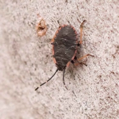 Diemenia rubromarginata (Pink-margined bug) at Acton, ACT - 2 Oct 2023 by ConBoekel