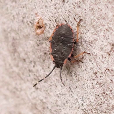 Diemenia rubromarginata (Pink-margined bug) at Acton, ACT - 2 Oct 2023 by ConBoekel