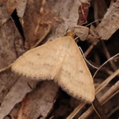 Scopula rubraria (Reddish Wave, Plantain Moth) at Acton, ACT - 2 Oct 2023 by ConBoekel