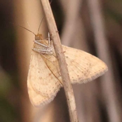 Scopula rubraria at Acton, ACT - 3 Oct 2023