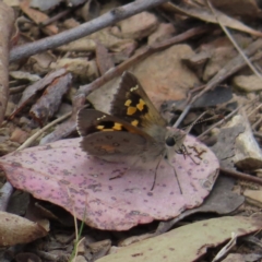 Trapezites phigalia (Heath Ochre) at Cuumbeun Nature Reserve - 2 Oct 2023 by MatthewFrawley