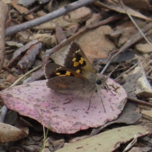 Trapezites phigalia at Carwoola, NSW - 2 Oct 2023