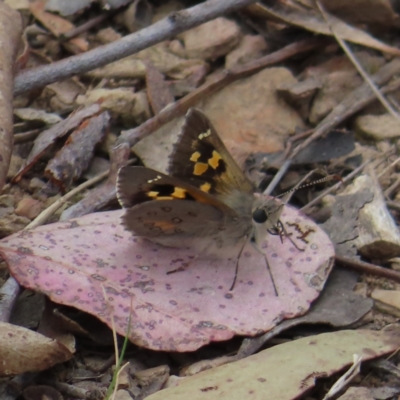 Trapezites phigalia (Heath Ochre) at Cuumbeun Nature Reserve - 2 Oct 2023 by MatthewFrawley