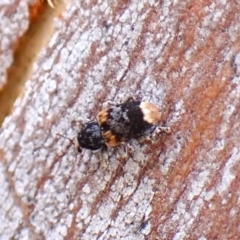 Pseudostoreus placitus at Belconnen, ACT - 2 Oct 2023 by CathB