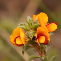 Pultenaea procumbens (Bush Pea) at Acton, ACT - 2 Oct 2023 by ConBoekel